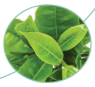 Green Tea Extract